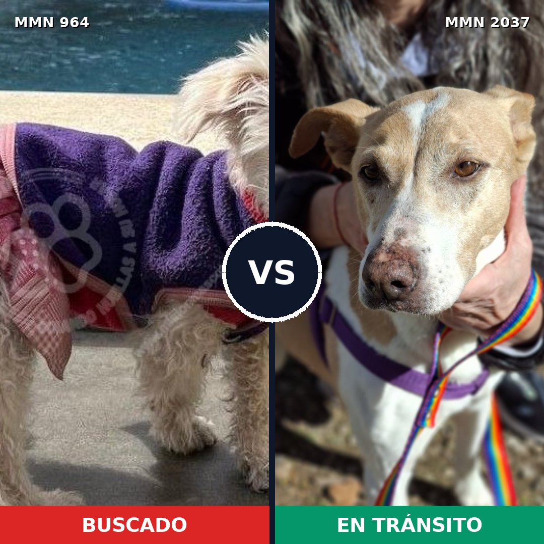 Comparativa MMS 51855: mascota perdida y mascota encontrada, 43% de similitud