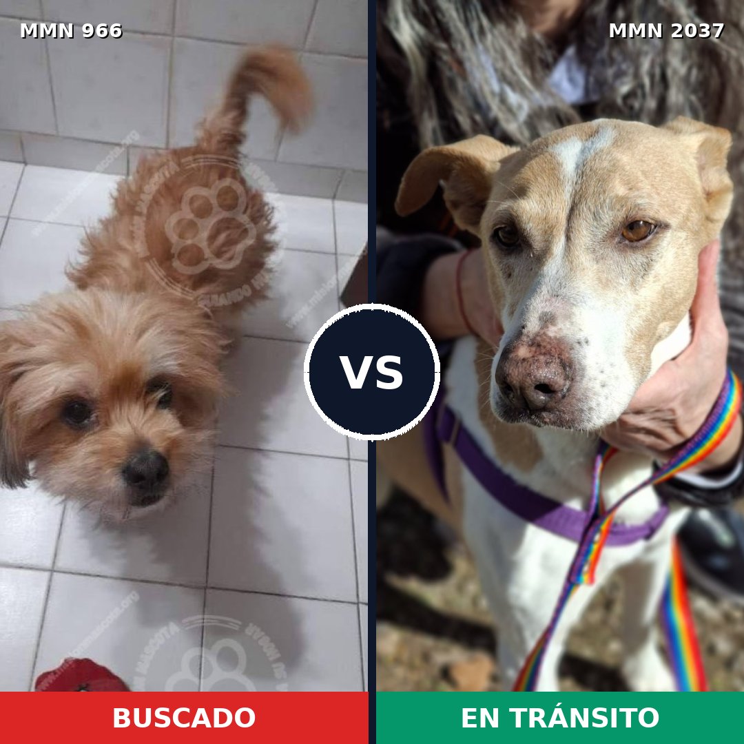 Comparativa MMS 51856: mascota perdida y mascota encontrada, 61% de similitud