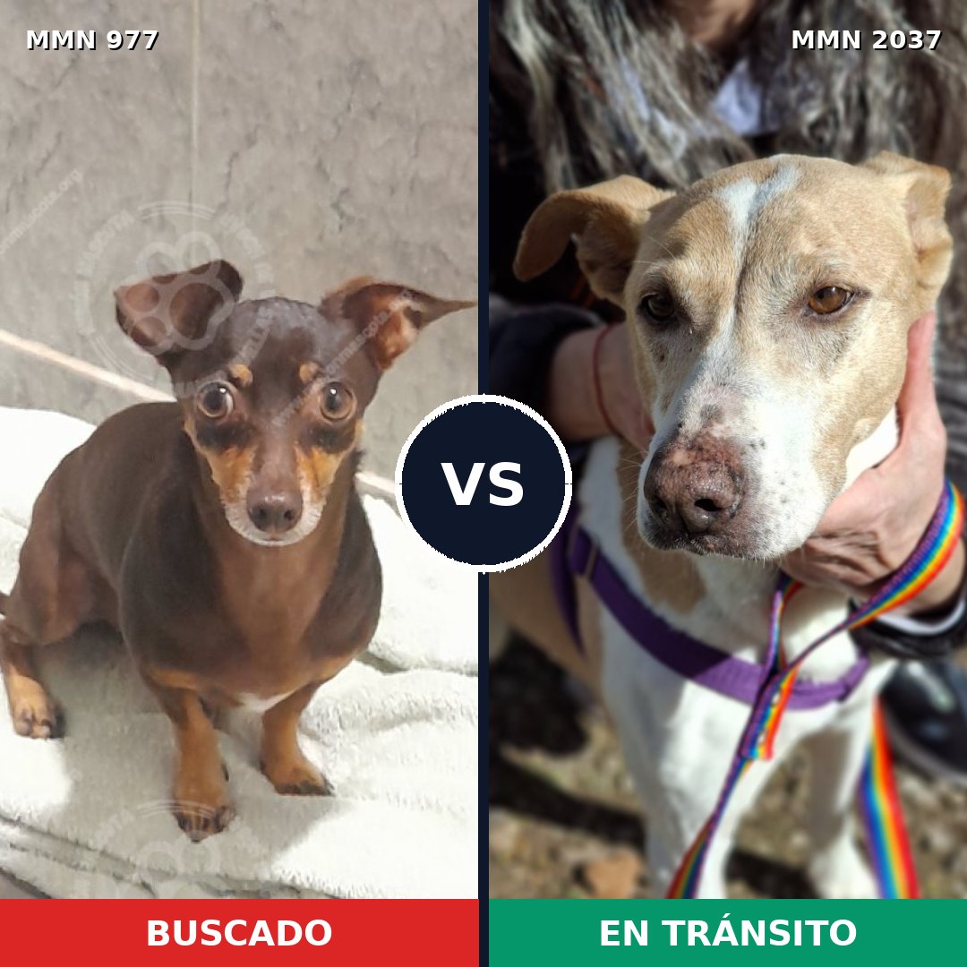 Comparativa MMS 51858: mascota perdida y mascota encontrada, 59% de similitud
