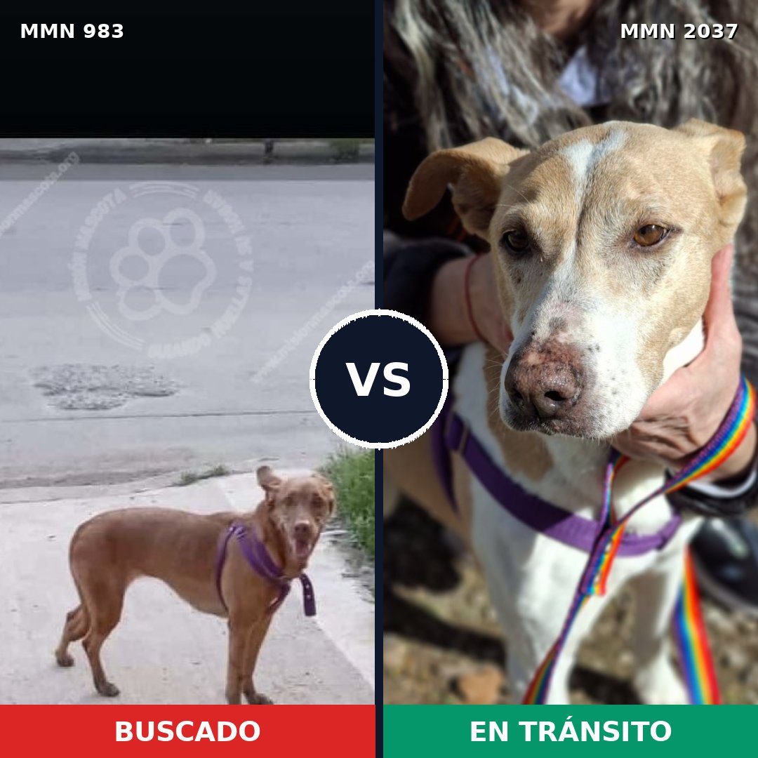 Comparativa MMS 51859: mascota perdida y mascota encontrada, 56% de similitud