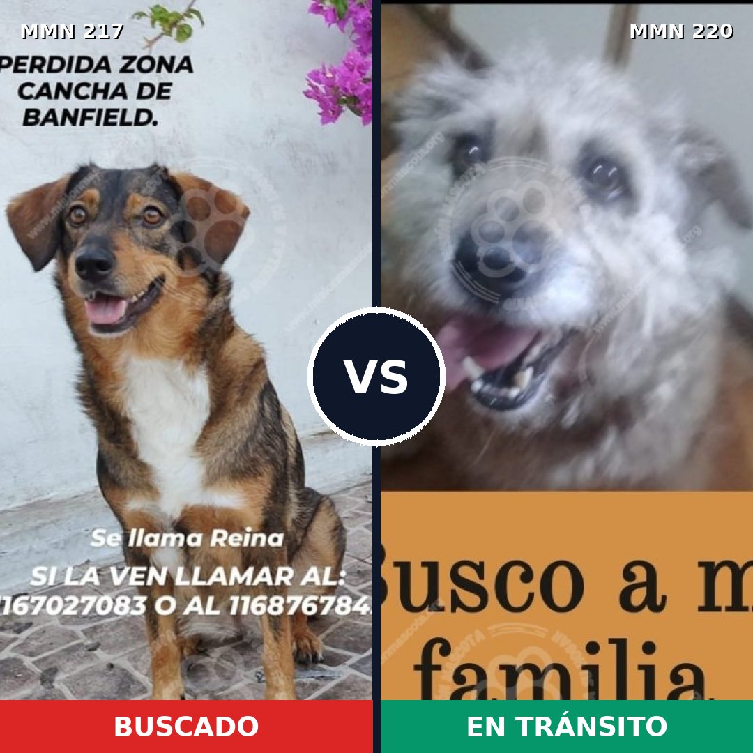 Comparativa MMS 5186: mascota perdida y mascota encontrada, 52% de similitud