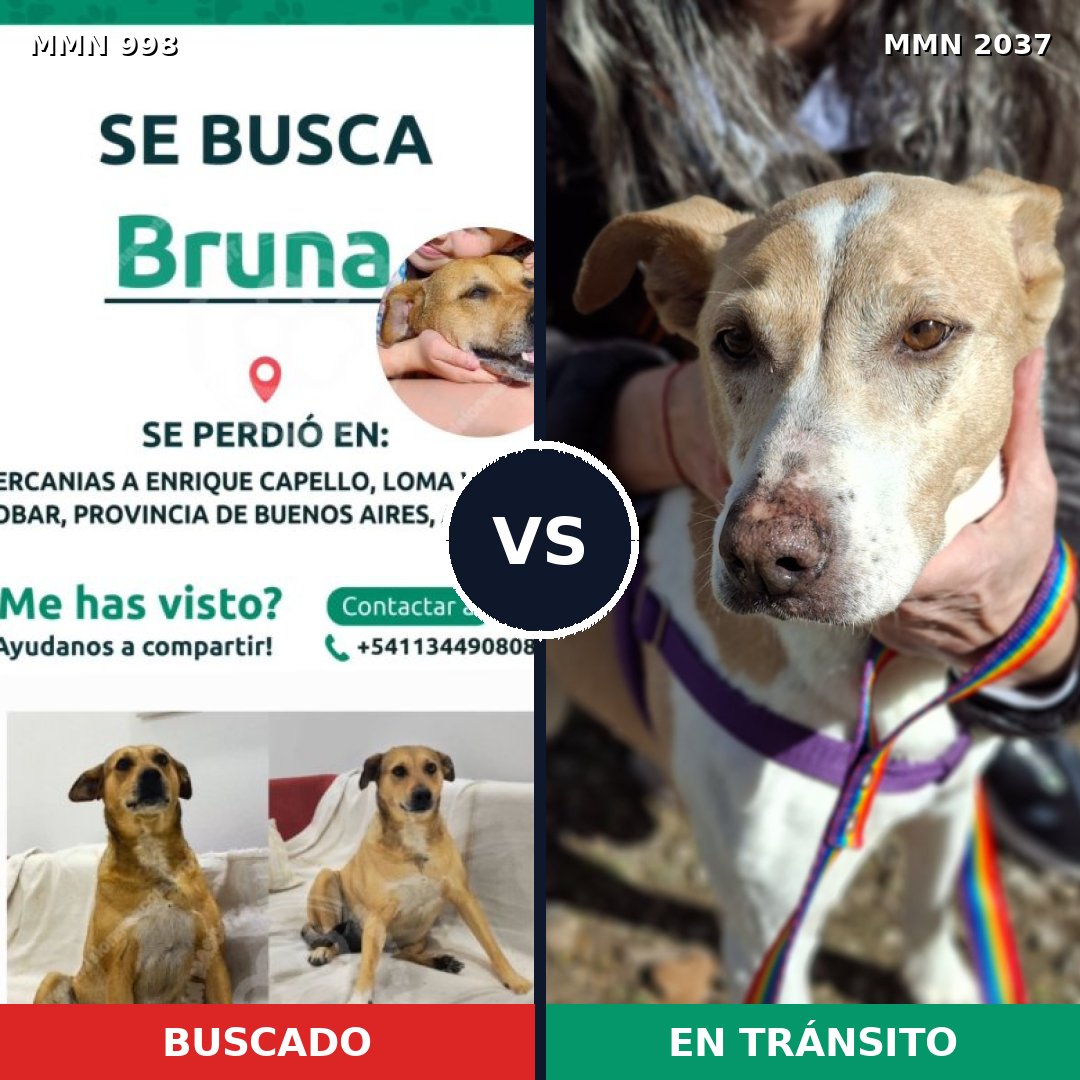 Comparativa MMS 51861: mascota perdida y mascota encontrada, 48% de similitud