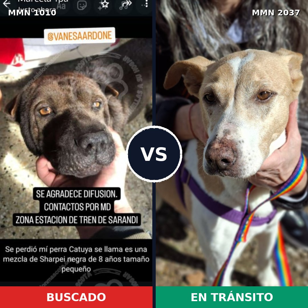 Comparativa MMS 51863: mascota perdida y mascota encontrada, 43% de similitud