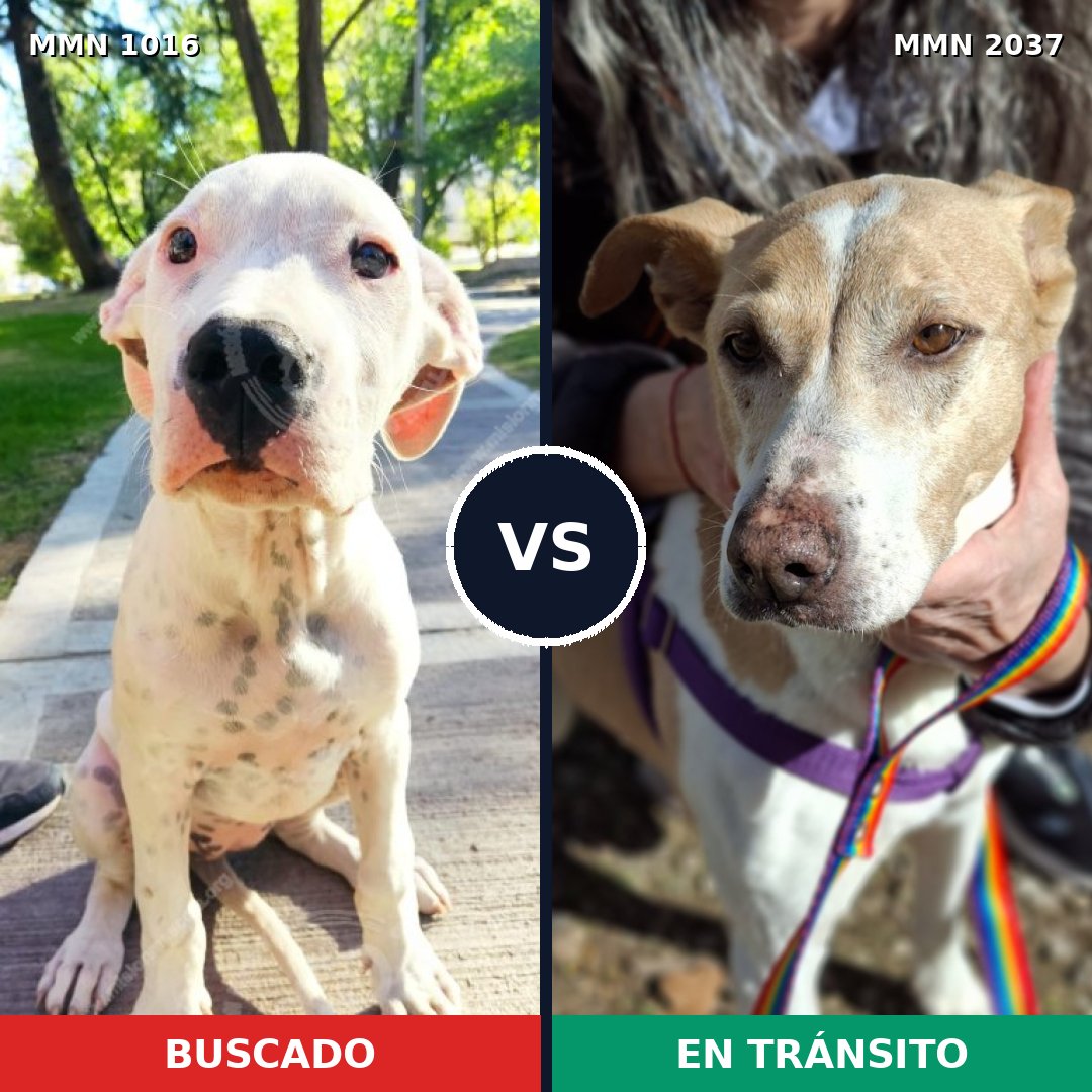 Comparativa MMS 51864: mascota perdida y mascota encontrada, 38% de similitud