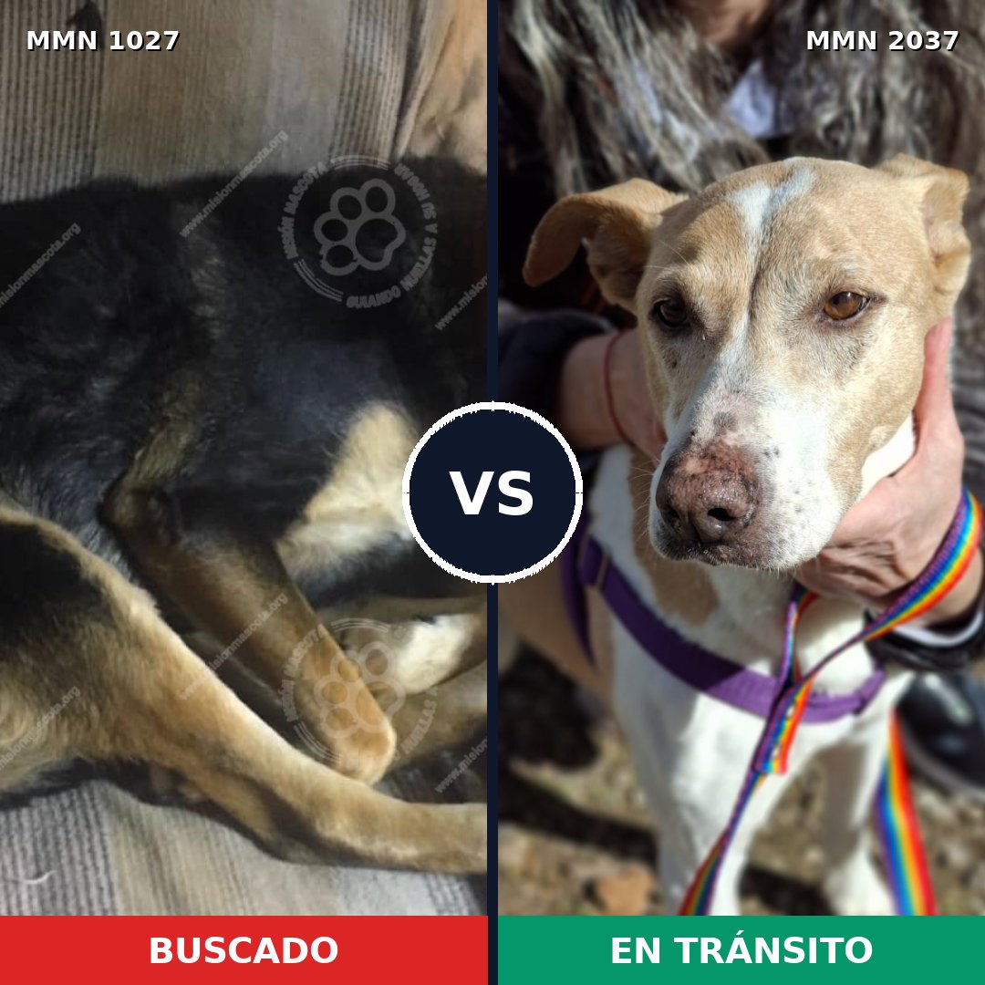 Comparativa MMS 51866: mascota perdida y mascota encontrada, 64% de similitud