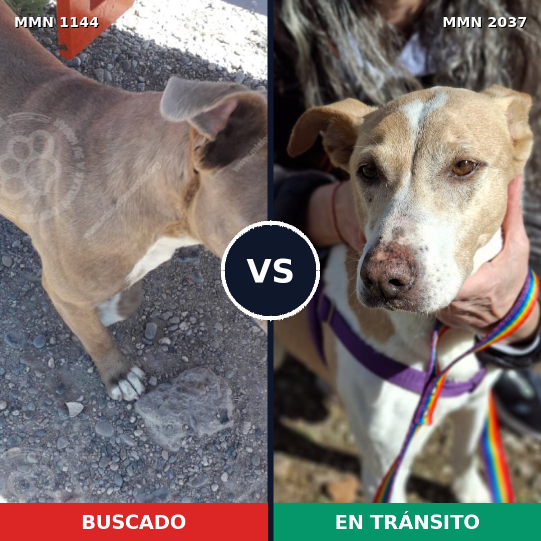 Comparativa MMS 51867: mascota perdida y mascota encontrada, 38% de similitud