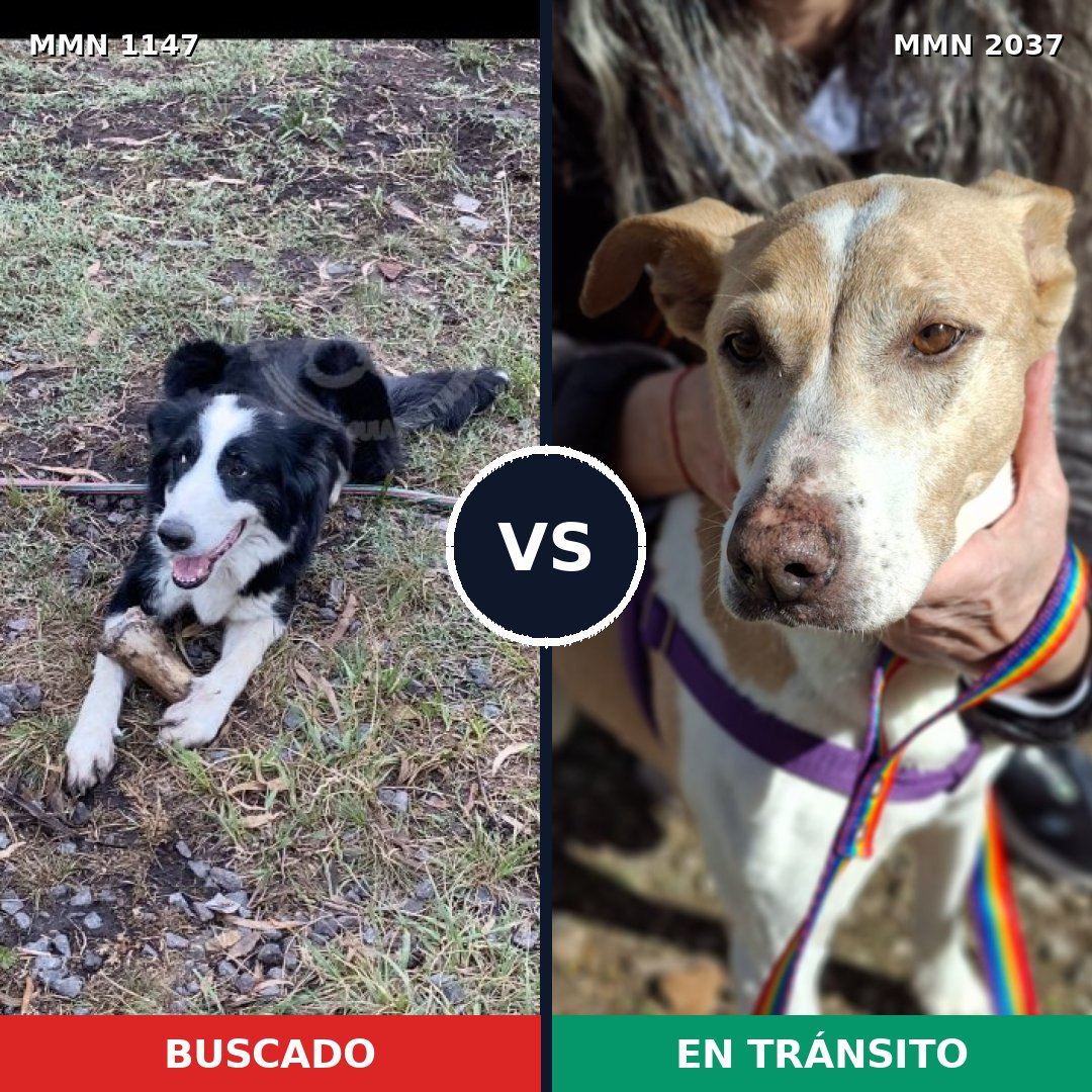 Comparativa MMS 51868: mascota perdida y mascota encontrada, 53% de similitud