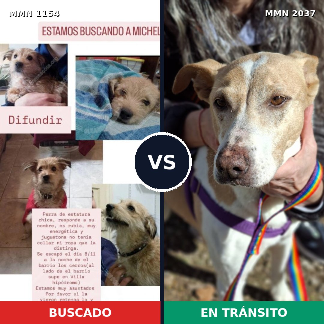 Comparativa MMS 51869: mascota perdida y mascota encontrada, 33% de similitud