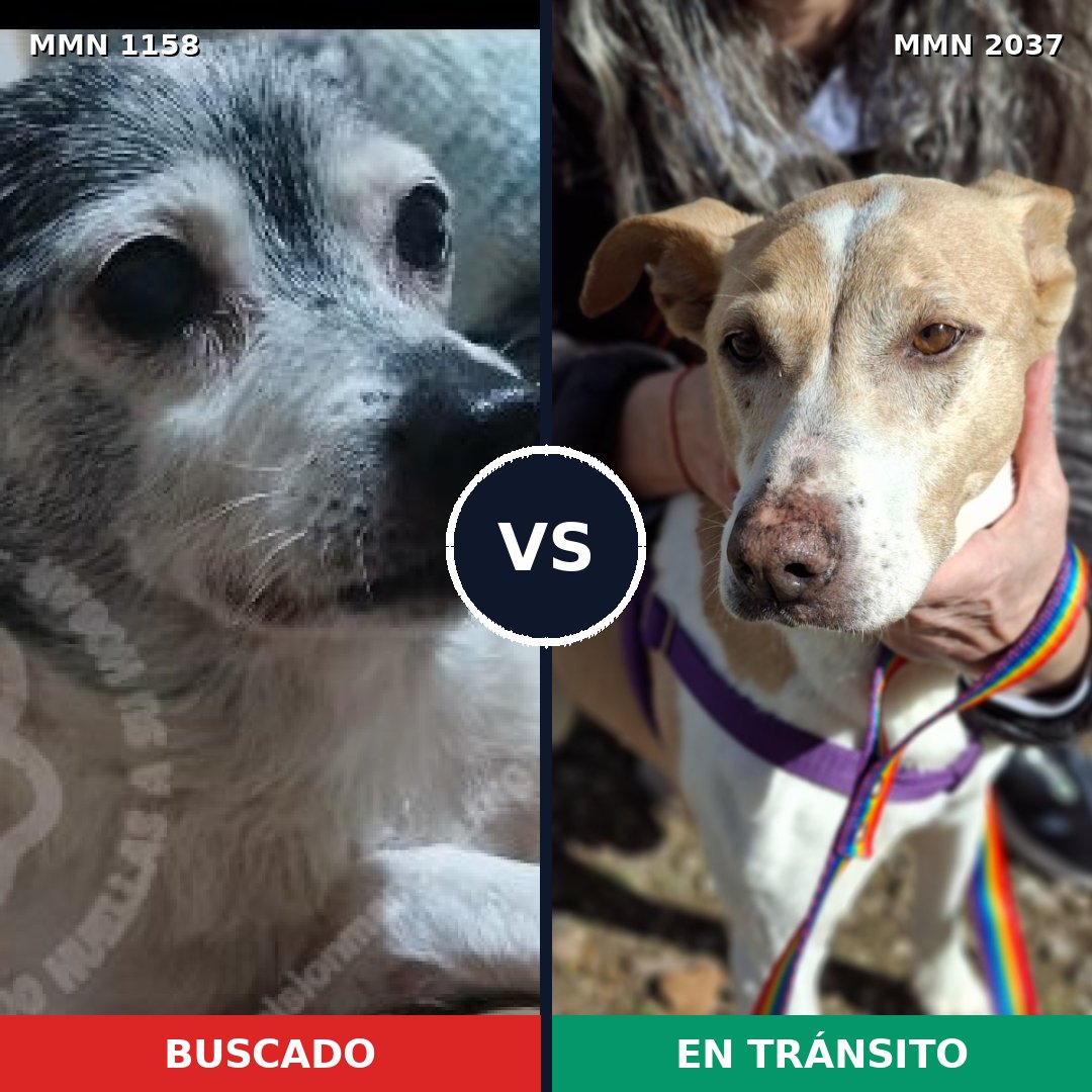 Comparativa MMS 51870: mascota perdida y mascota encontrada, 37% de similitud