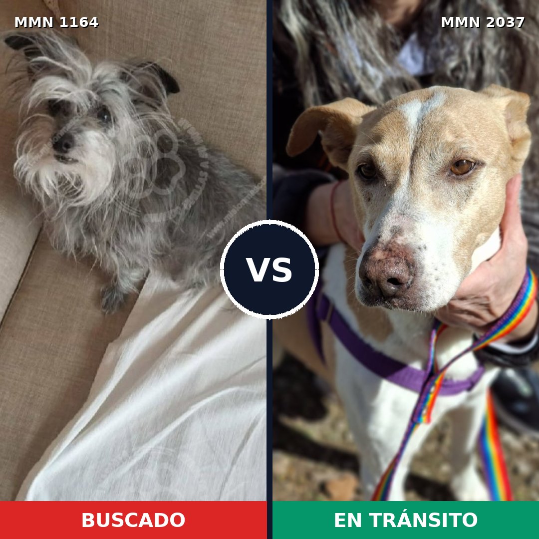 Comparativa MMS 51872: mascota perdida y mascota encontrada, 43% de similitud
