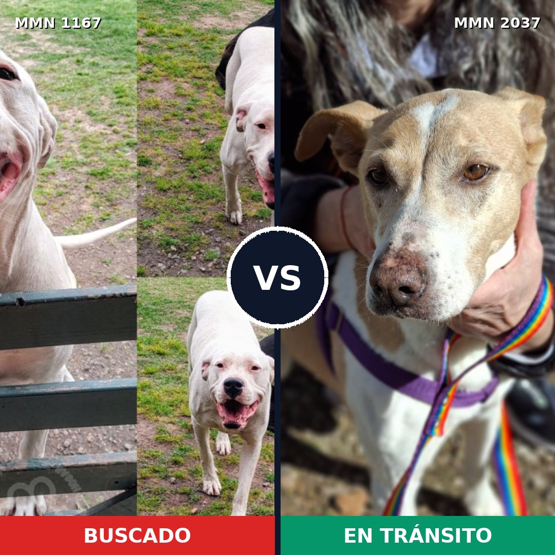 Comparativa MMS 51873: mascota perdida y mascota encontrada, 63% de similitud