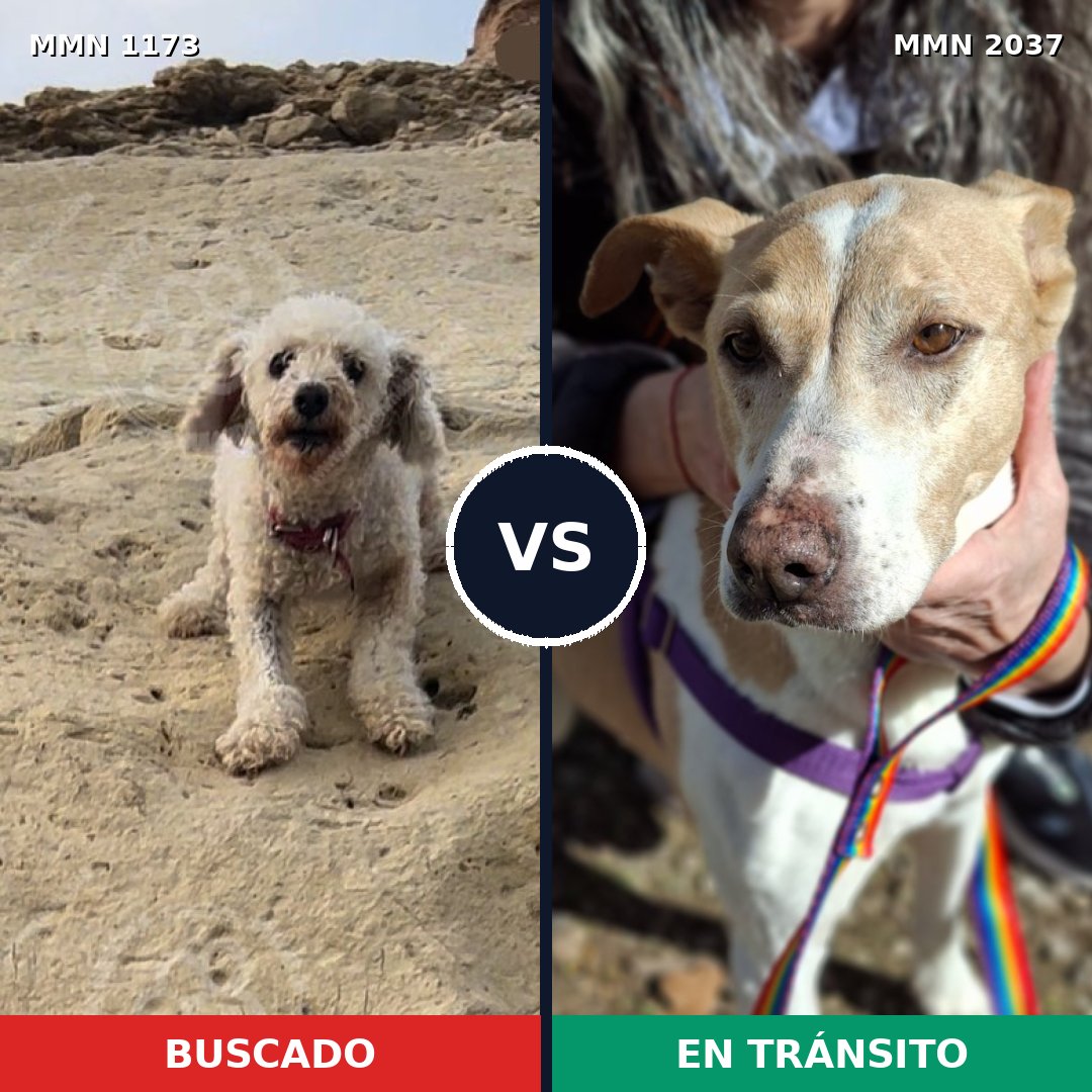 Comparativa MMS 51874: mascota perdida y mascota encontrada, 33% de similitud