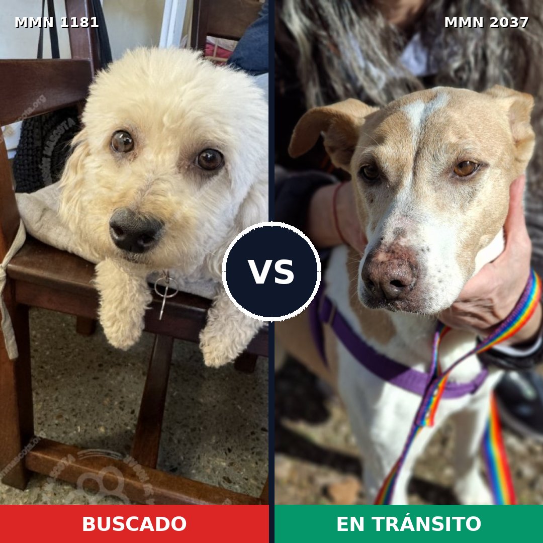Comparativa MMS 51876: mascota perdida y mascota encontrada, 26% de similitud