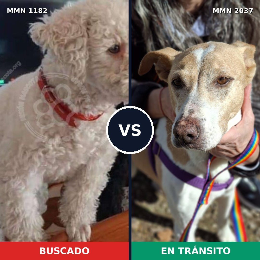 Comparativa MMS 51877: mascota perdida y mascota encontrada, 43% de similitud