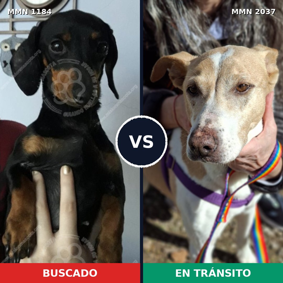 Comparativa MMS 51878: mascota perdida y mascota encontrada, 31% de similitud
