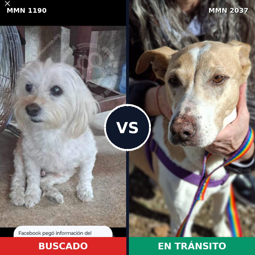 Comparativa MMS 51879: mascota perdida y mascota encontrada, 40% de similitud