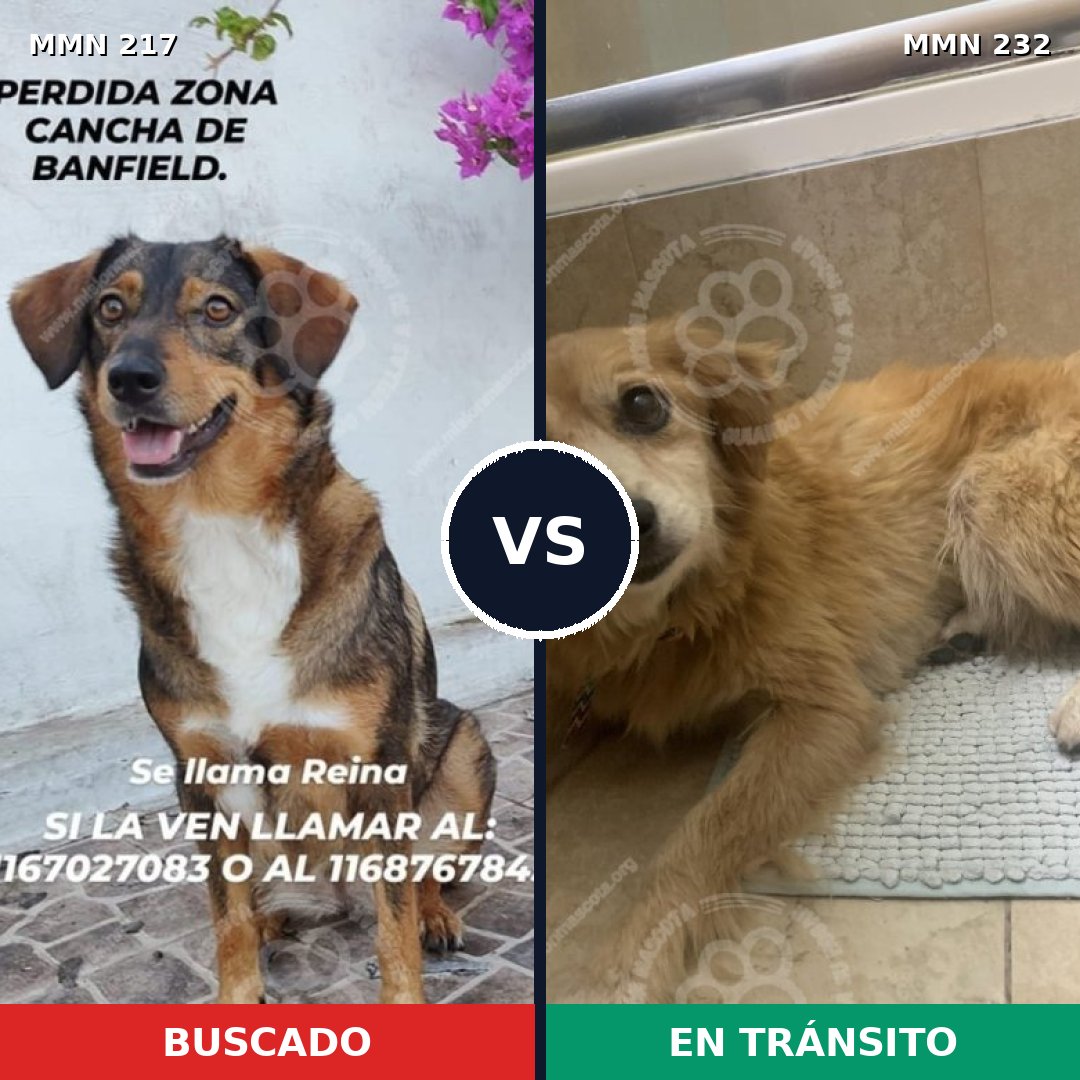 Comparativa MMS 5188: mascota perdida y mascota encontrada, 10% de similitud
