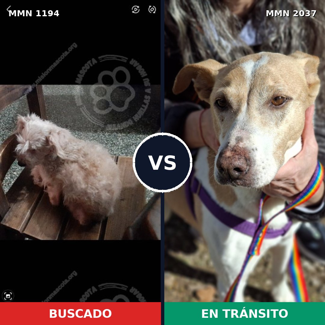 Comparativa MMS 51881: mascota perdida y mascota encontrada, 44% de similitud