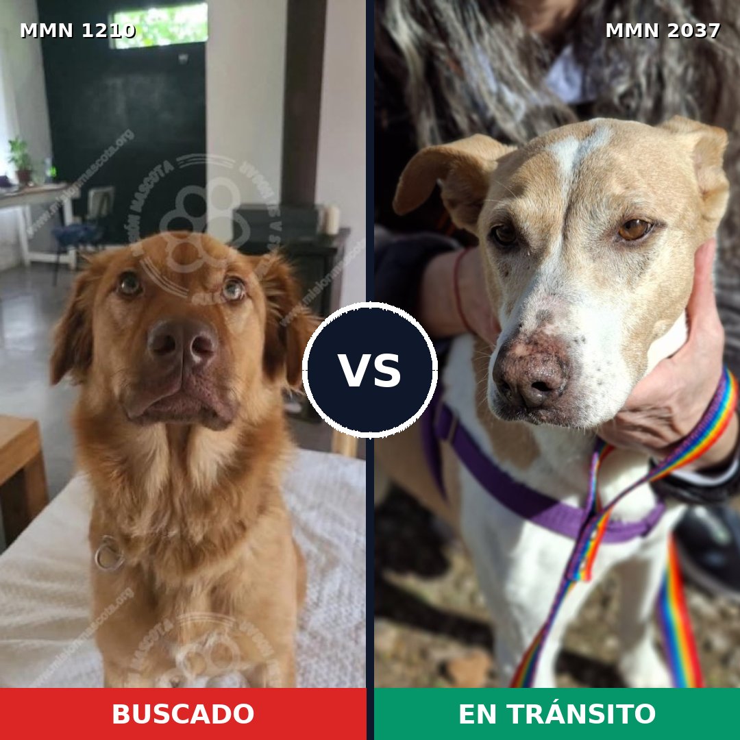 Comparativa MMS 51882: mascota perdida y mascota encontrada, 59% de similitud