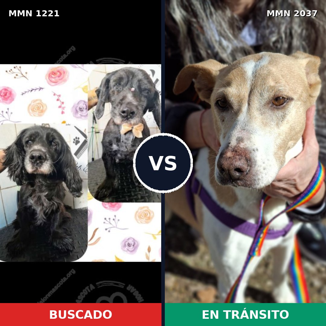 Comparativa MMS 51884: mascota perdida y mascota encontrada, 55% de similitud