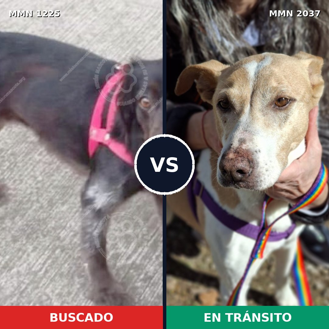 Comparativa MMS 51885: mascota perdida y mascota encontrada, 60% de similitud