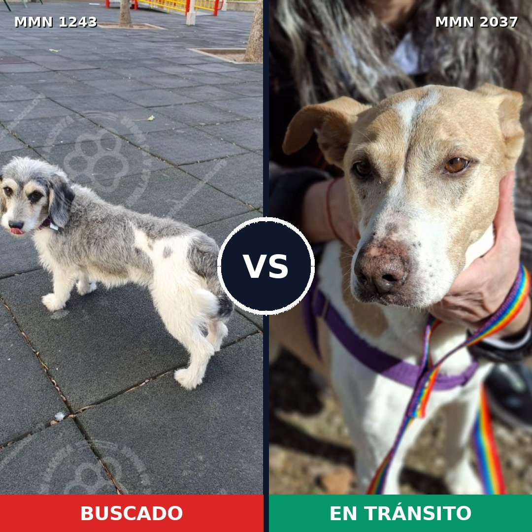 Comparativa MMS 51887: mascota perdida y mascota encontrada, 48% de similitud