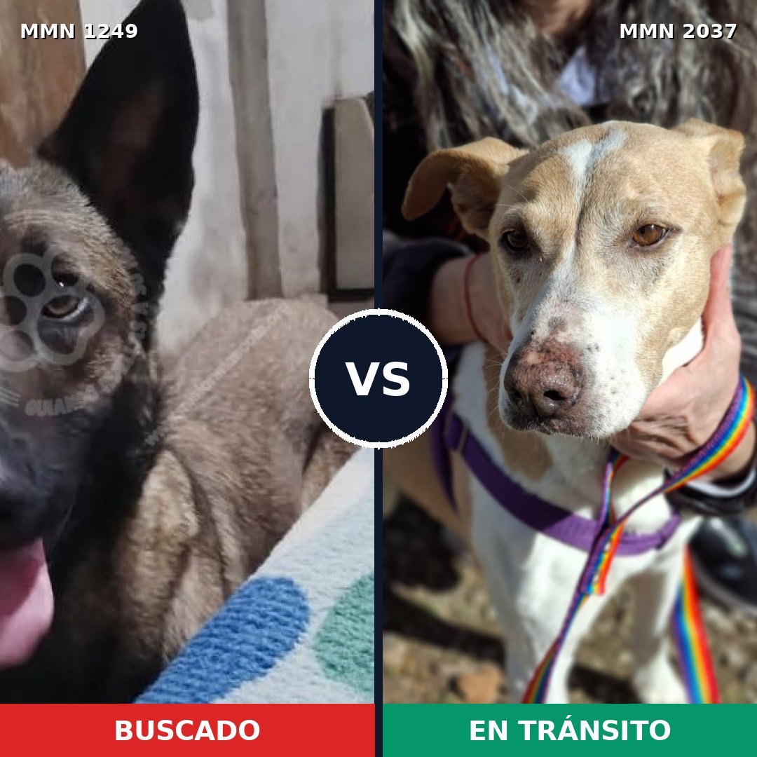 Comparativa MMS 51888: mascota perdida y mascota encontrada, 50% de similitud