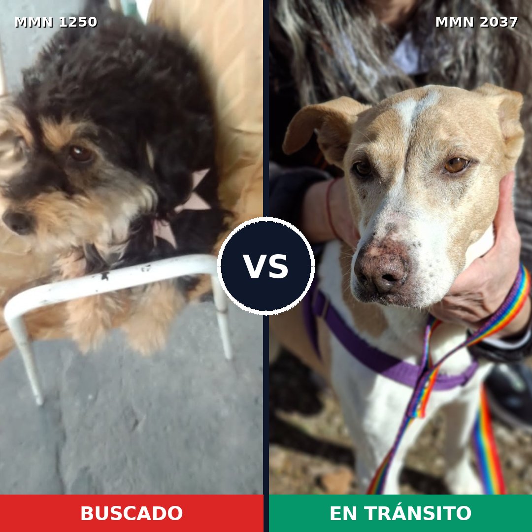 Comparativa MMS 51889: mascota perdida y mascota encontrada, 55% de similitud