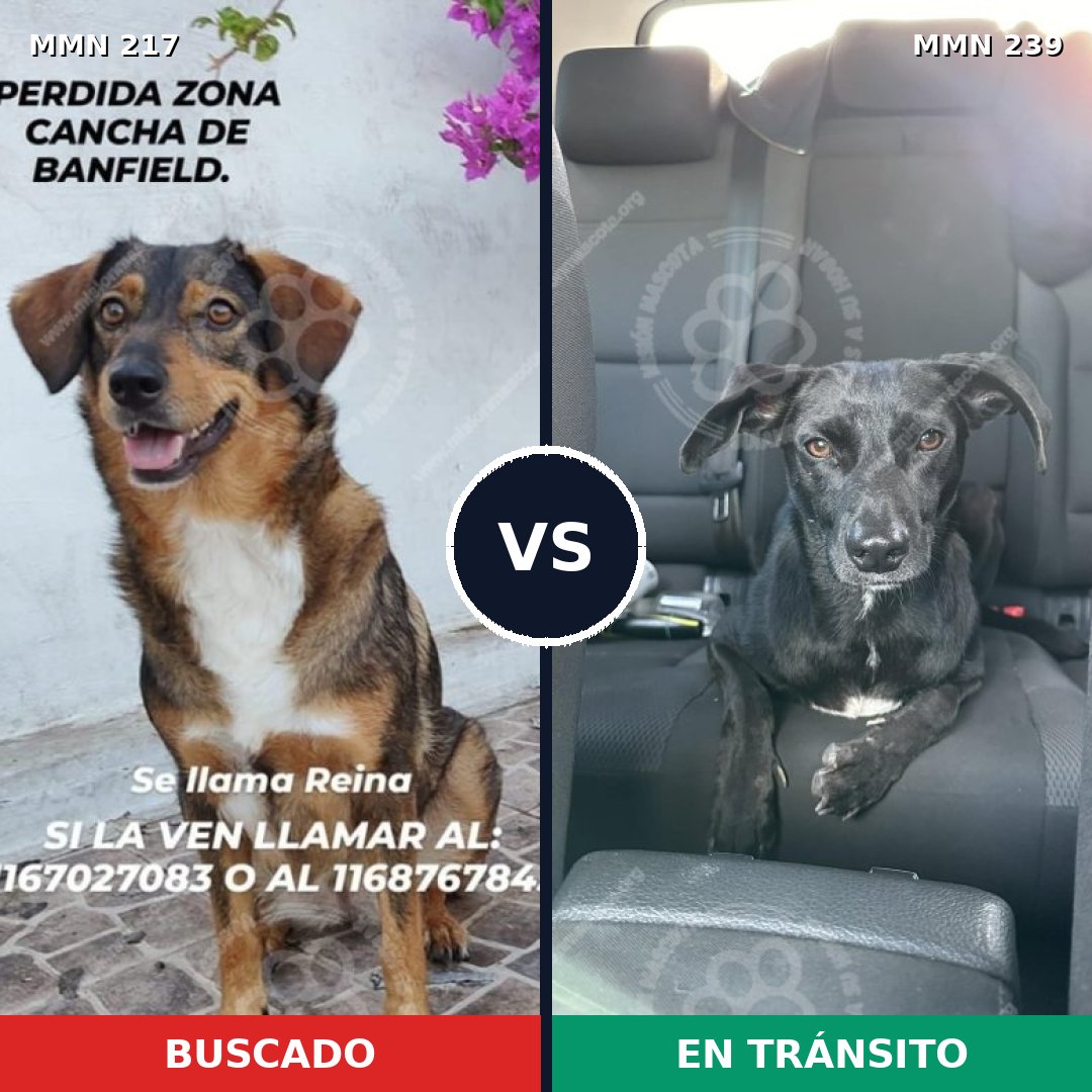 Comparativa MMS 5189: mascota perdida y mascota encontrada, 56% de similitud