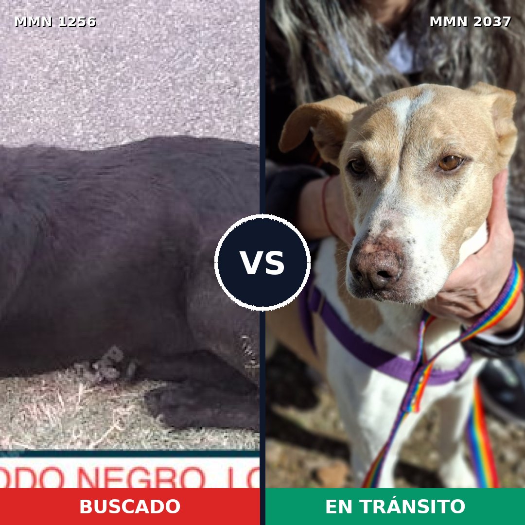 Comparativa MMS 51890: mascota perdida y mascota encontrada, 64% de similitud