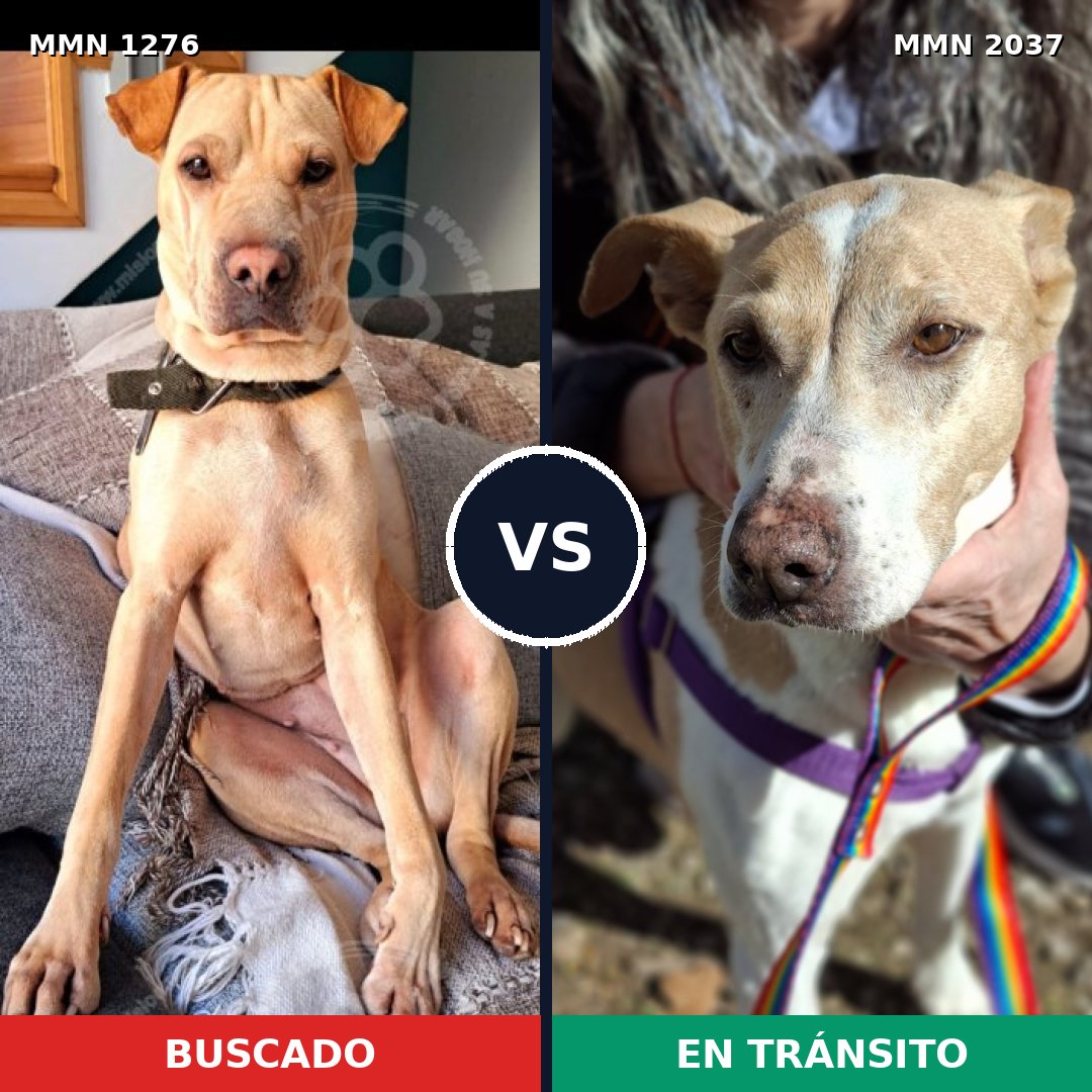 Comparativa MMS 51891: mascota perdida y mascota encontrada, 60% de similitud