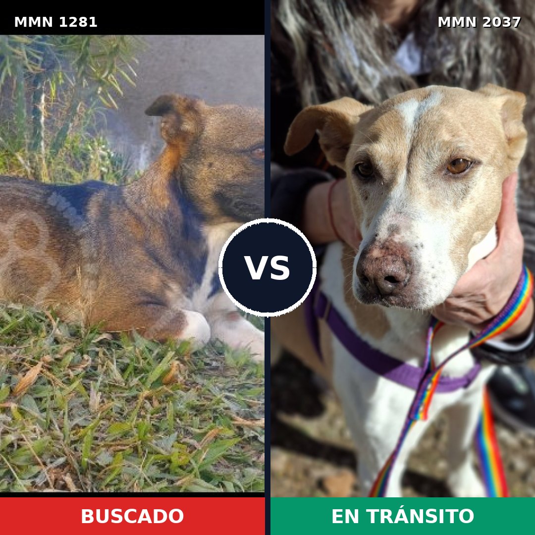 Comparativa MMS 51892: mascota perdida y mascota encontrada, 54% de similitud