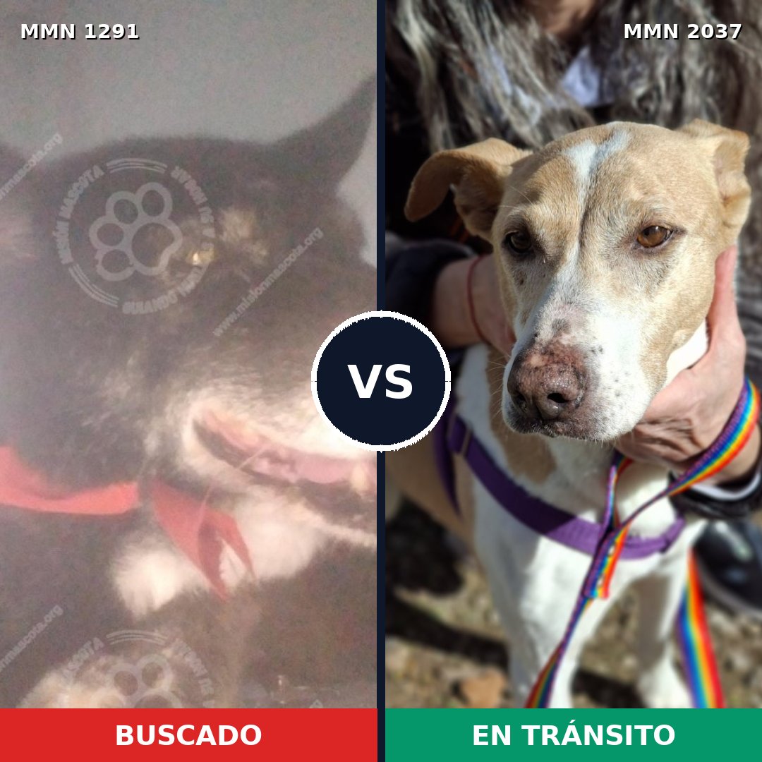 Comparativa MMS 51893: mascota perdida y mascota encontrada, 84% de similitud