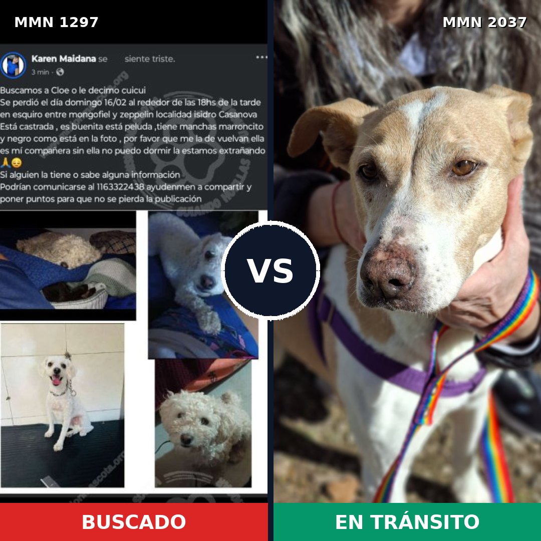 Comparativa MMS 51895: mascota perdida y mascota encontrada, 50% de similitud