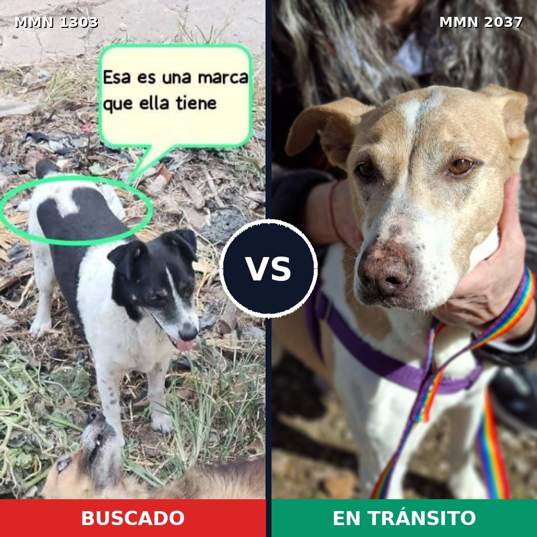 Comparativa MMS 51897: mascota perdida y mascota encontrada, 61% de similitud