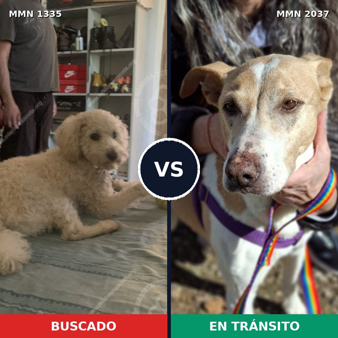 Comparativa MMS 51899: mascota perdida y mascota encontrada, 26% de similitud