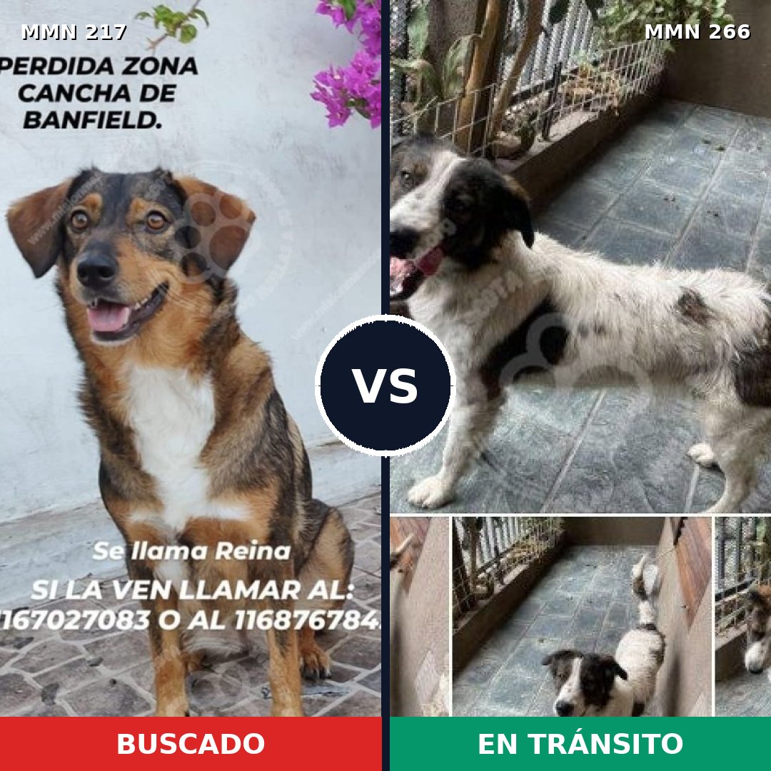 Comparativa MMS 5190: mascota perdida y mascota encontrada, 63% de similitud