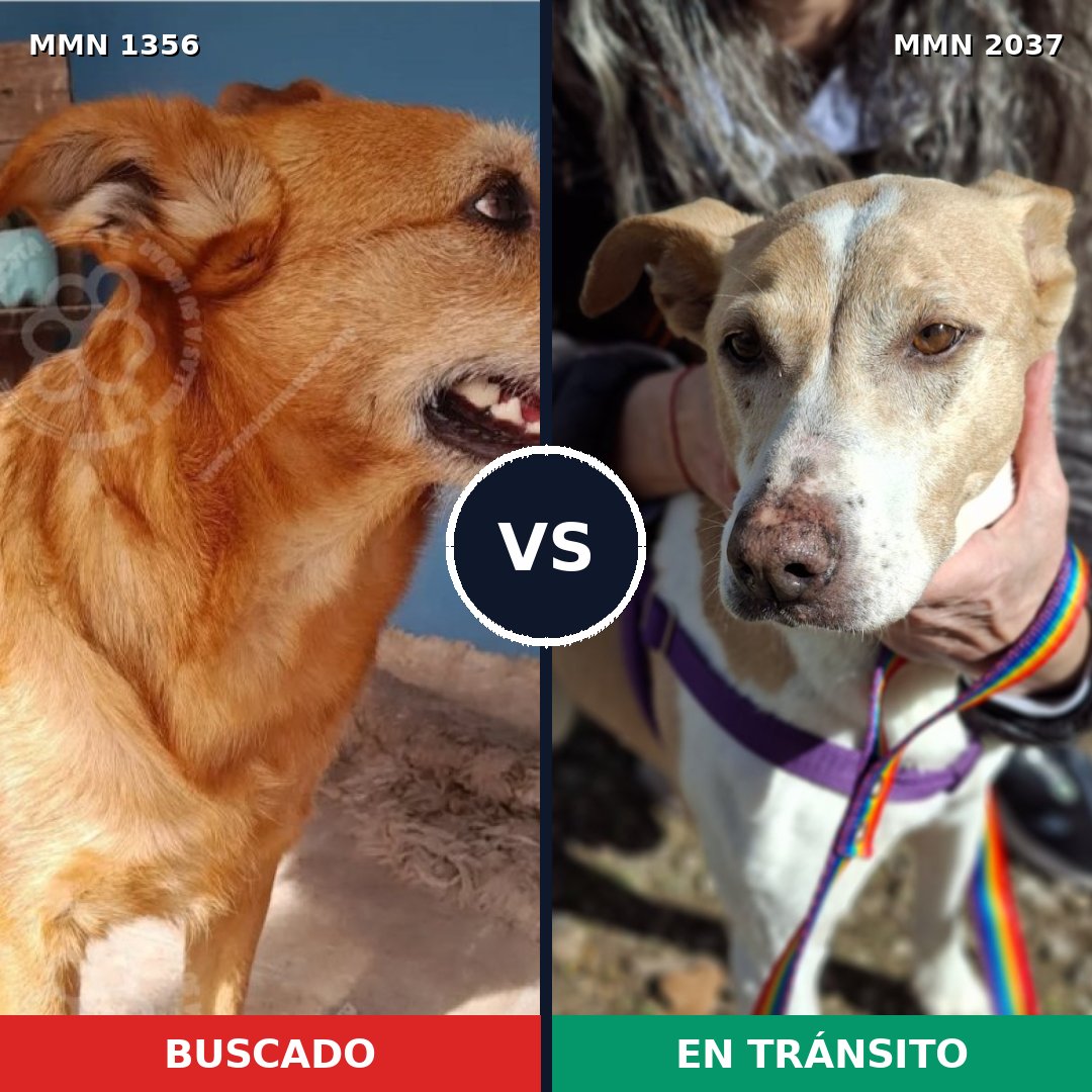 Comparativa MMS 51901: mascota perdida y mascota encontrada, 72% de similitud