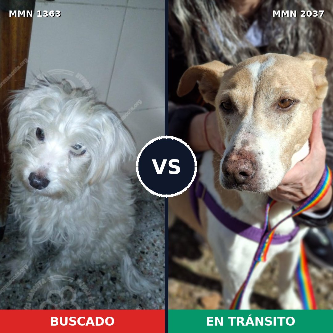 Comparativa MMS 51904: mascota perdida y mascota encontrada, 54% de similitud
