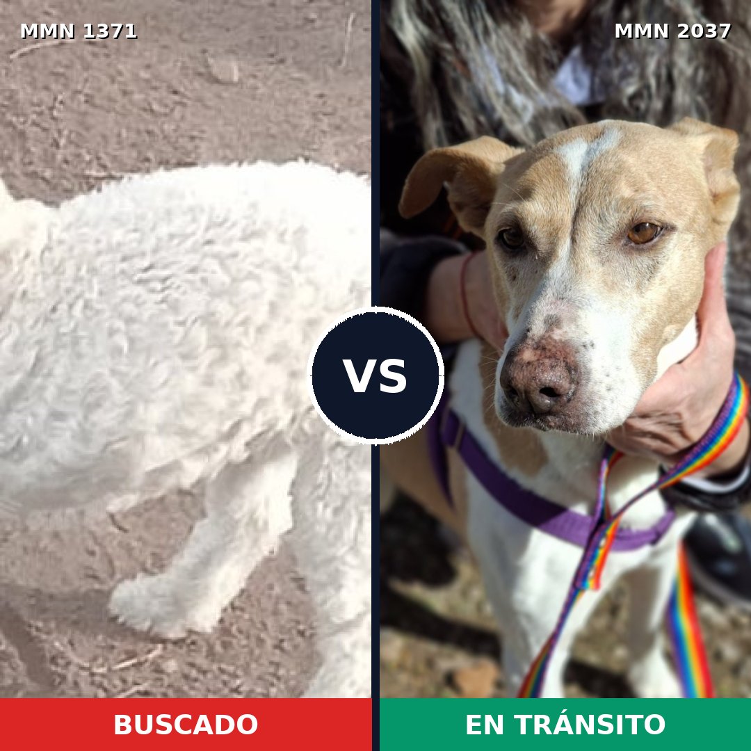 Comparativa MMS 51905: mascota perdida y mascota encontrada, 43% de similitud