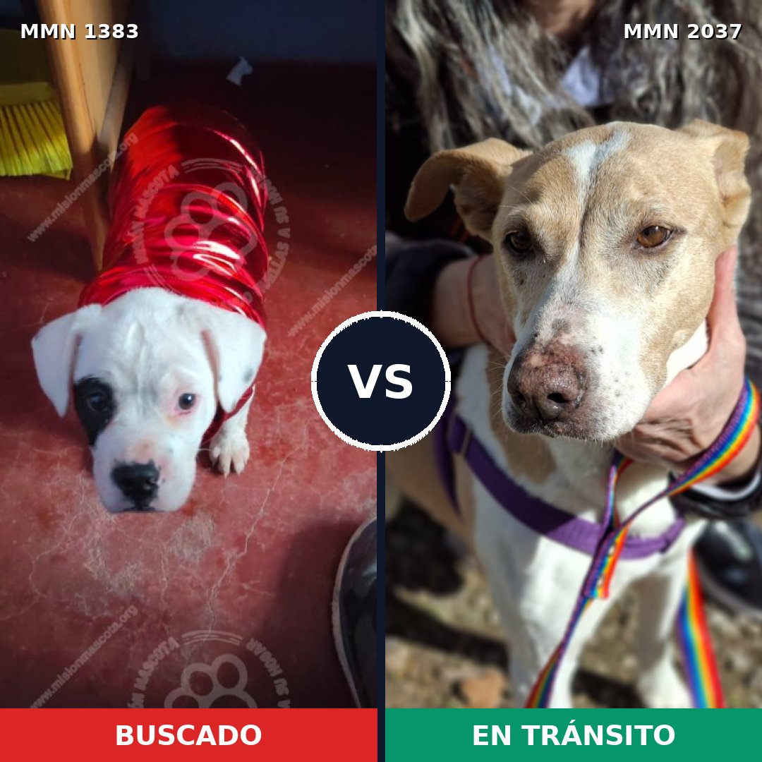 Comparativa MMS 51906: mascota perdida y mascota encontrada, 64% de similitud