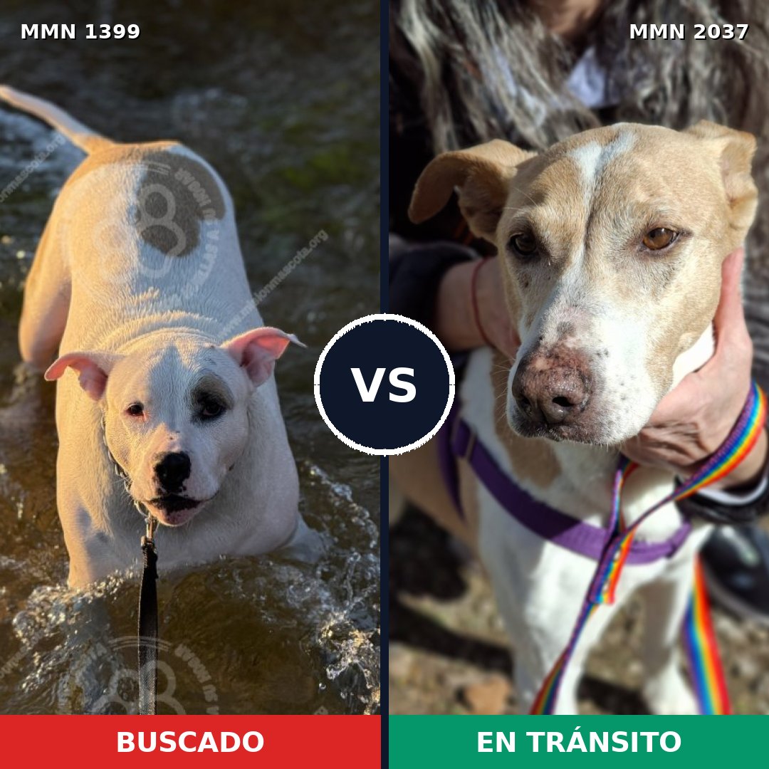 Comparativa MMS 51909: mascota perdida y mascota encontrada, 33% de similitud