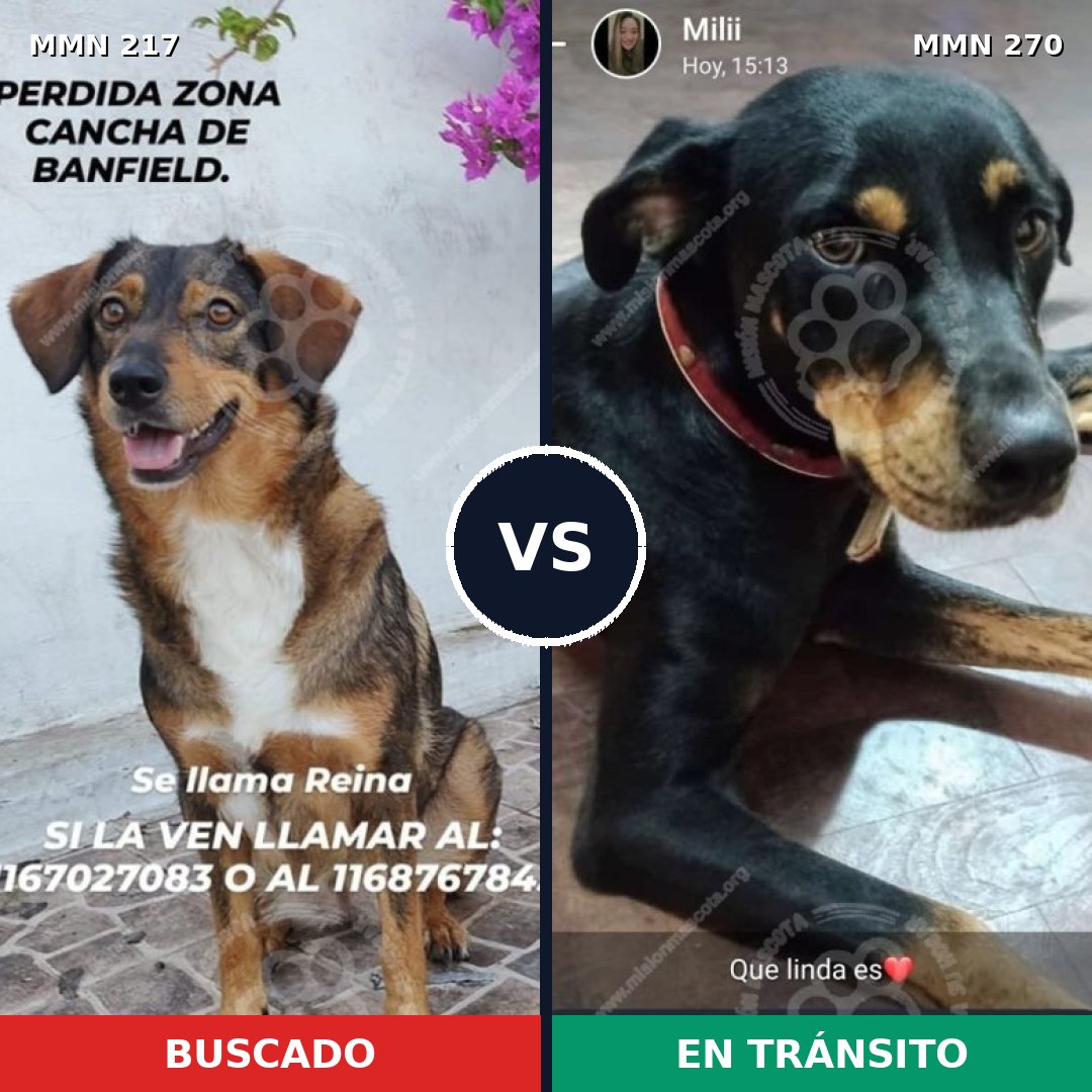 Comparativa MMS 5191: mascota perdida y mascota encontrada, 61% de similitud