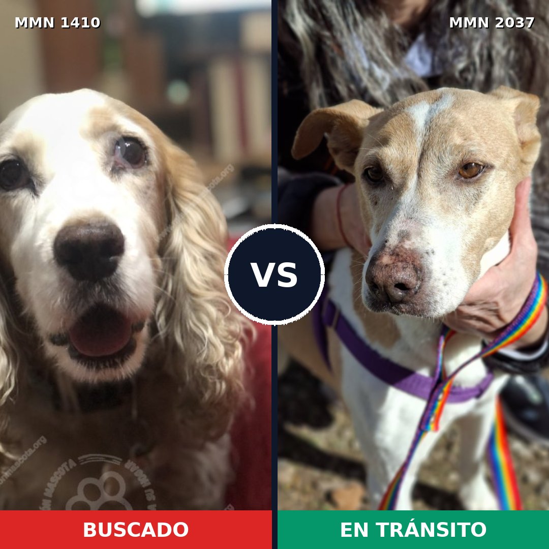 Comparativa MMS 51910: mascota perdida y mascota encontrada, 45% de similitud