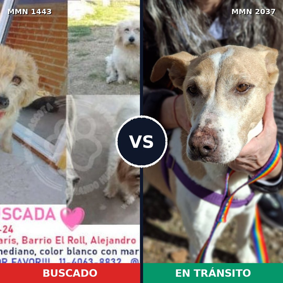 Comparativa MMS 51911: mascota perdida y mascota encontrada, 80% de similitud