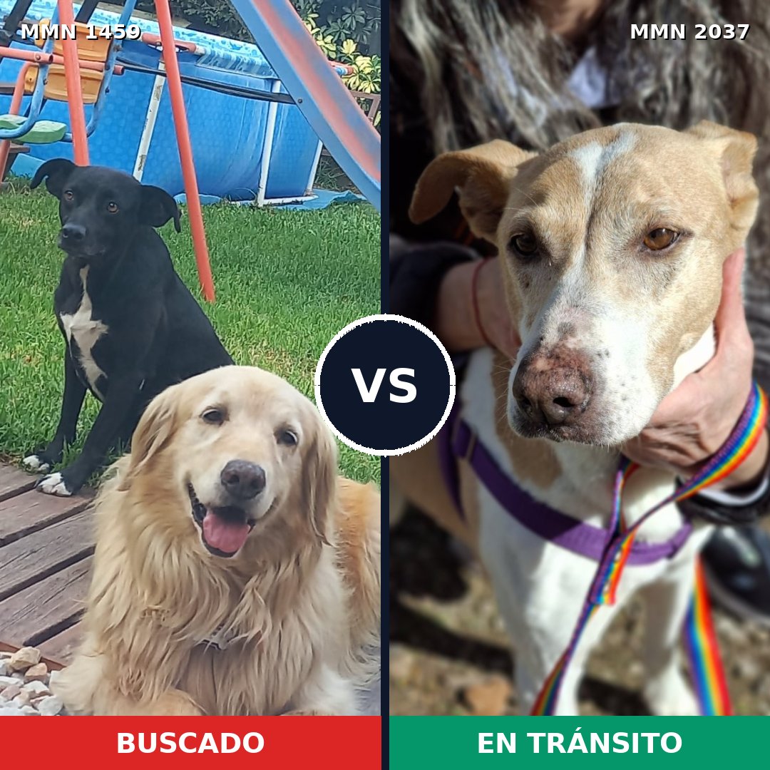 Comparativa MMS 51912: mascota perdida y mascota encontrada, 46% de similitud