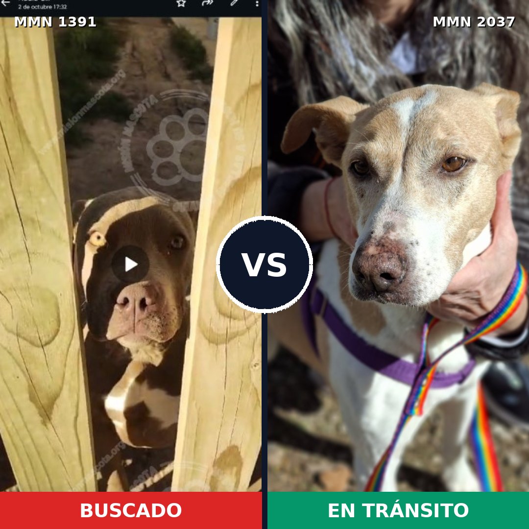 Comparativa MMS 51913: mascota perdida y mascota encontrada, 40% de similitud