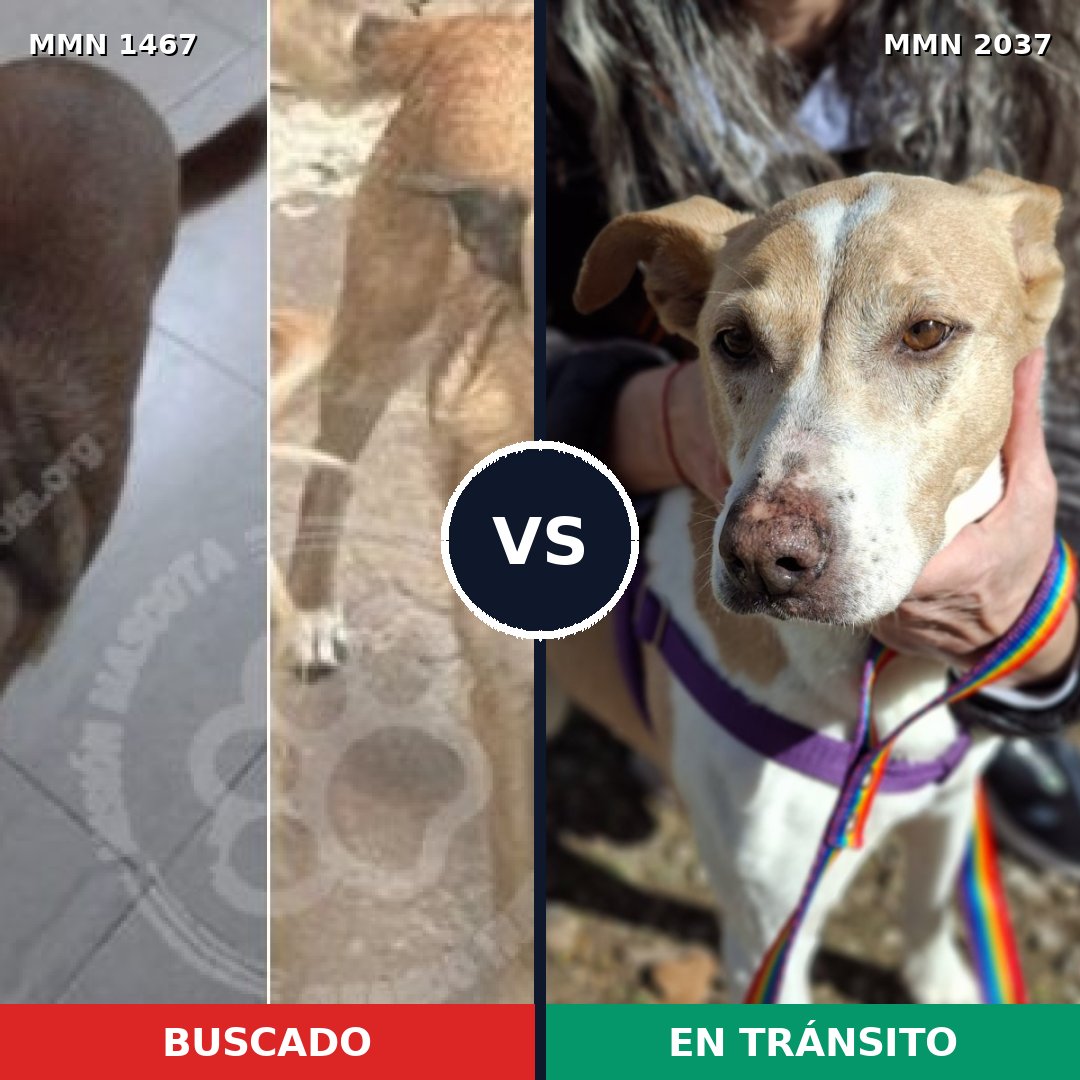 Comparativa MMS 51914: mascota perdida y mascota encontrada, 84% de similitud