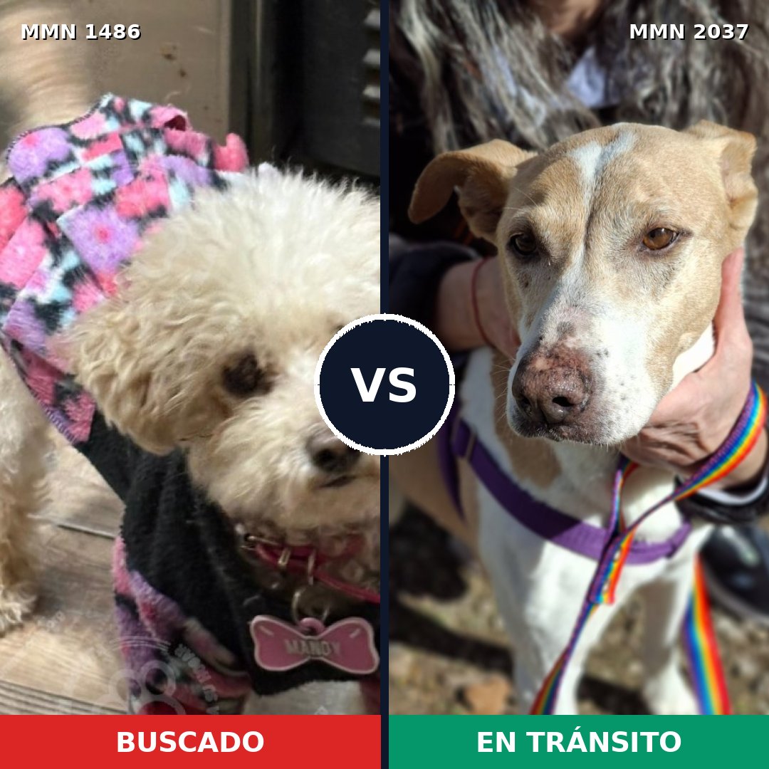 Comparativa MMS 51915: mascota perdida y mascota encontrada, 26% de similitud
