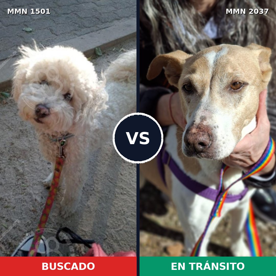 Comparativa MMS 51917: mascota perdida y mascota encontrada, 39% de similitud